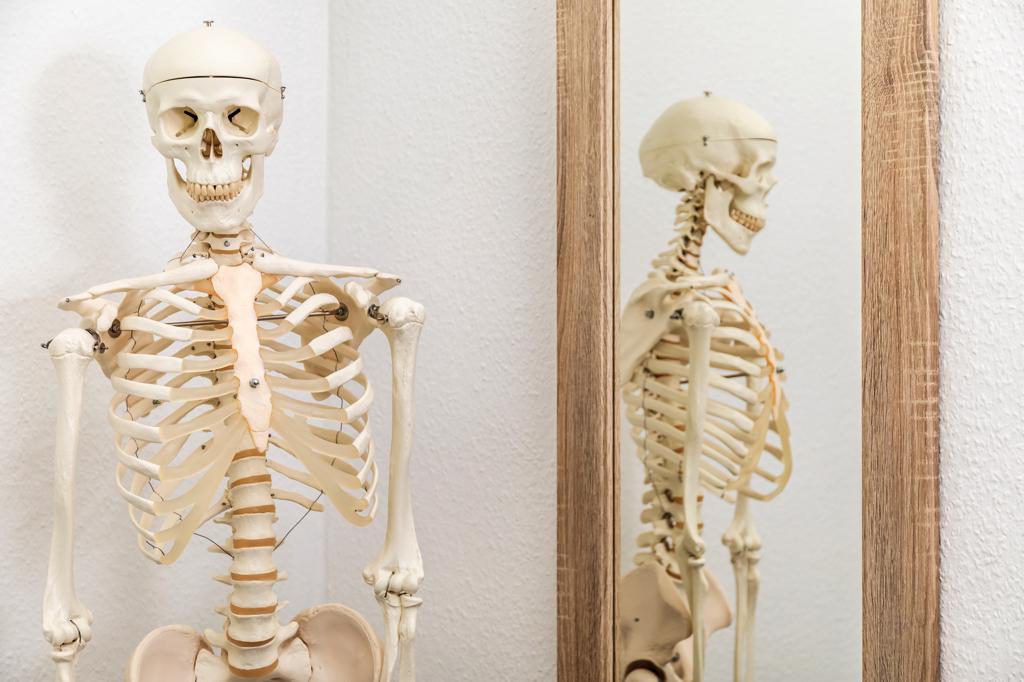 Skelett Praxis Osteopathie Lohenstein